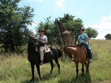 Johannesburg horse safari